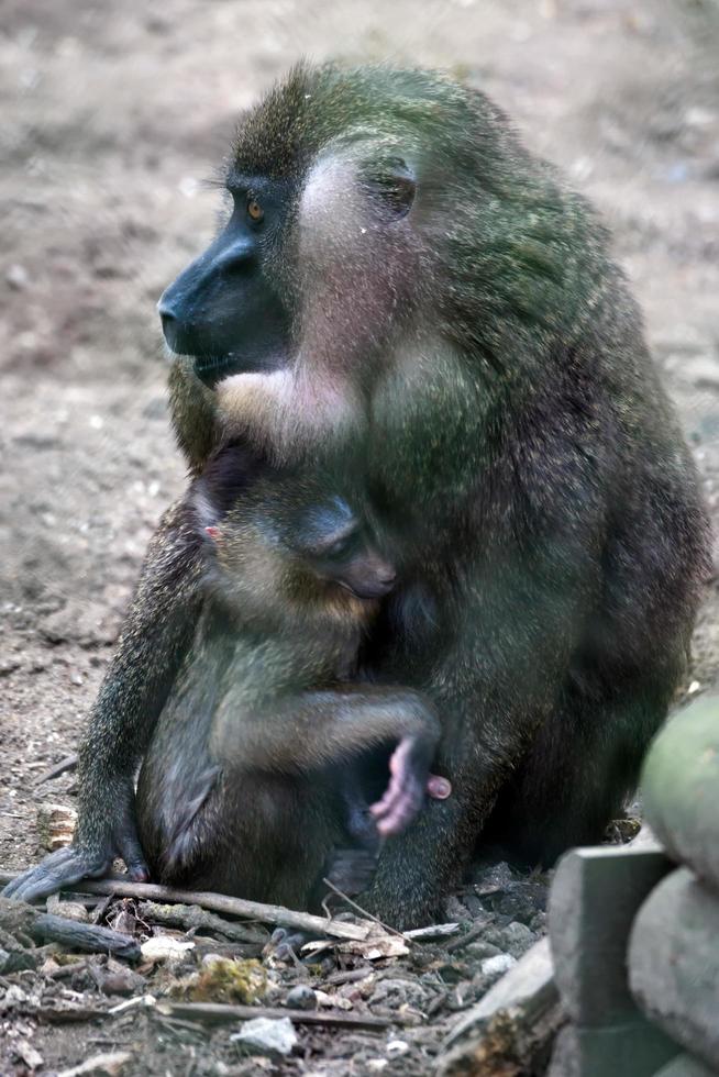 port lympne, kent, uk, 2014. drill with baby foto