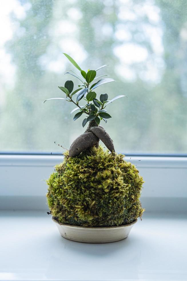 bonsaiboom in kokedama-bal foto