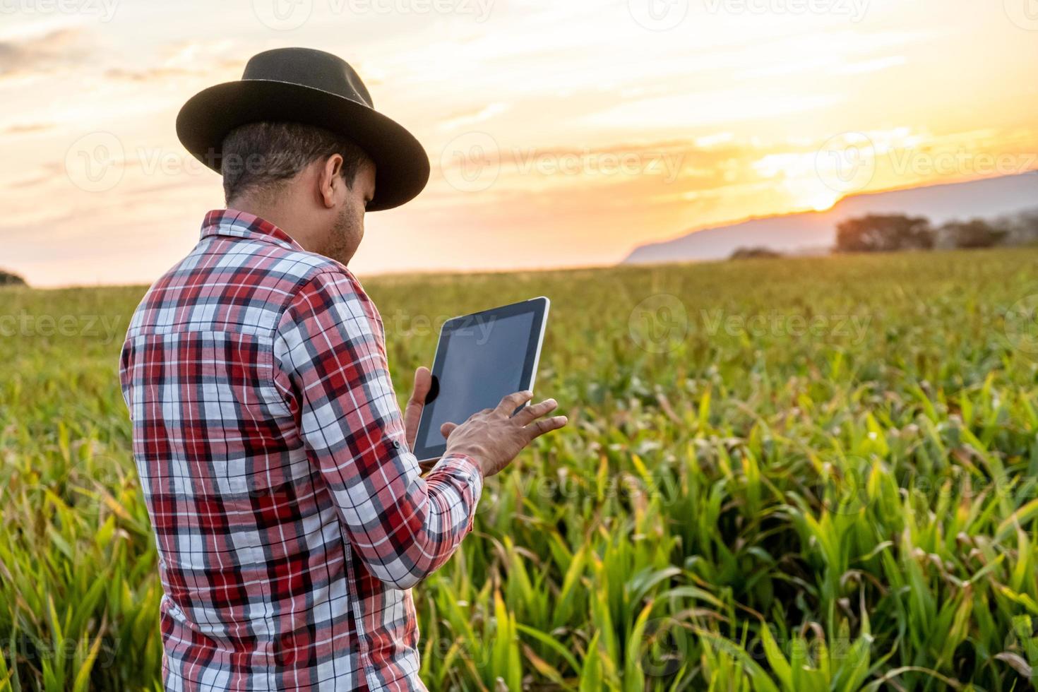 agronoom houdt tablet-touchpadcomputer in het maïsveld en onderzoekt gewassen voordat hij wordt geoogst. agribusiness-concept. Braziliaanse boerderij. foto