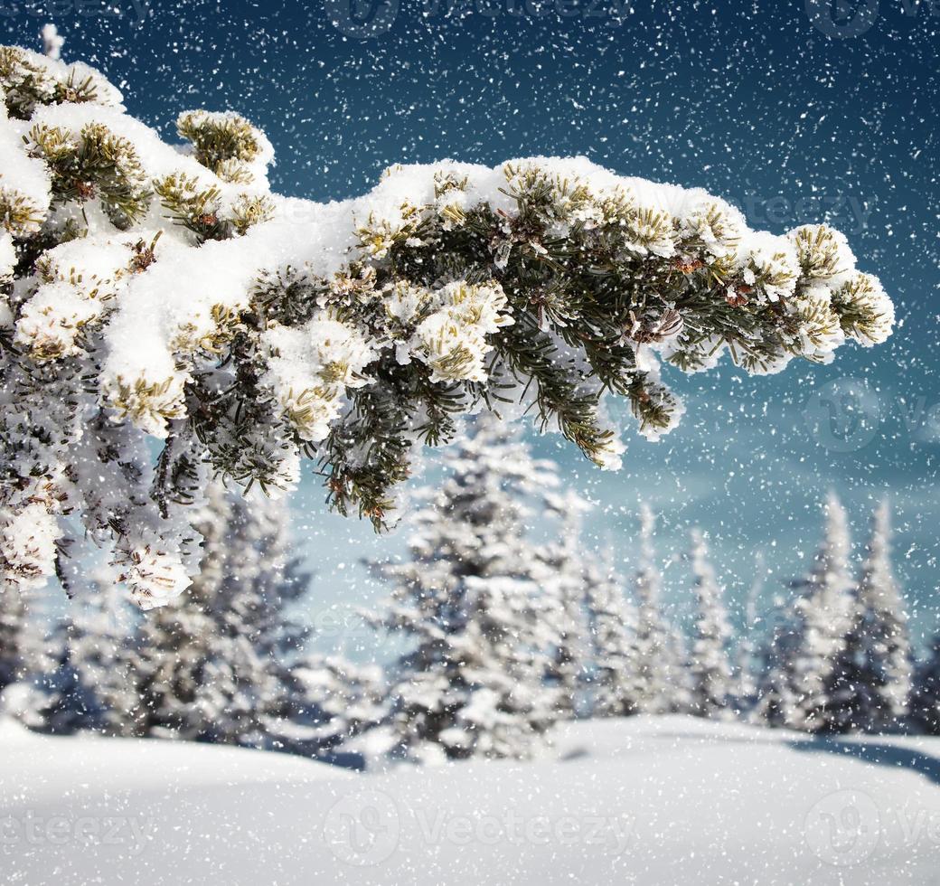 sneeuwt in sparrenboombos foto