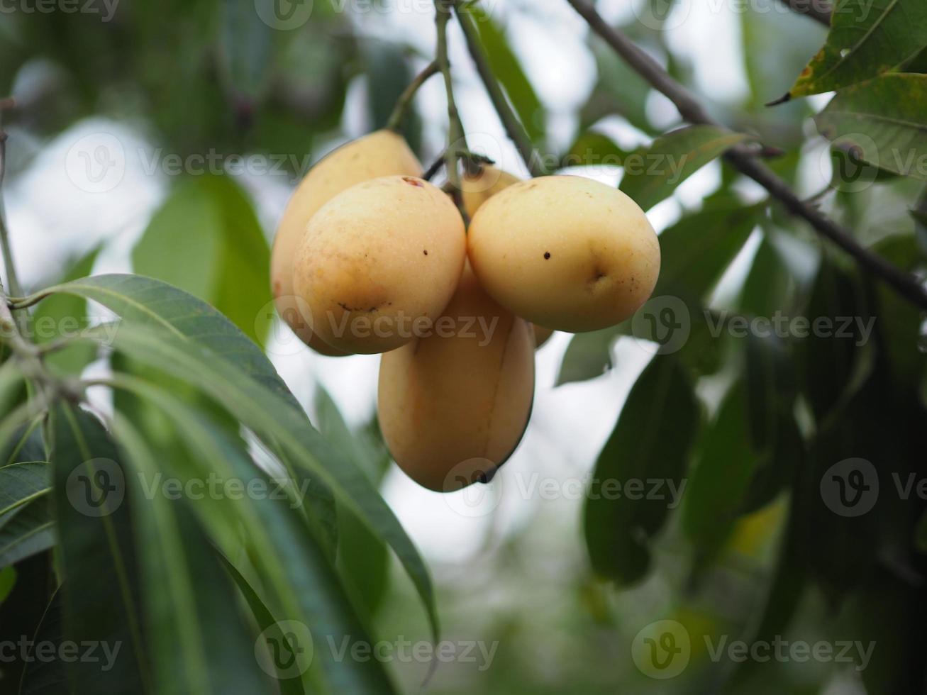 marian pruim, anacardiaceae, bouea macrophylla griff maprang is geel zoet fruit op witte achtergrond foto