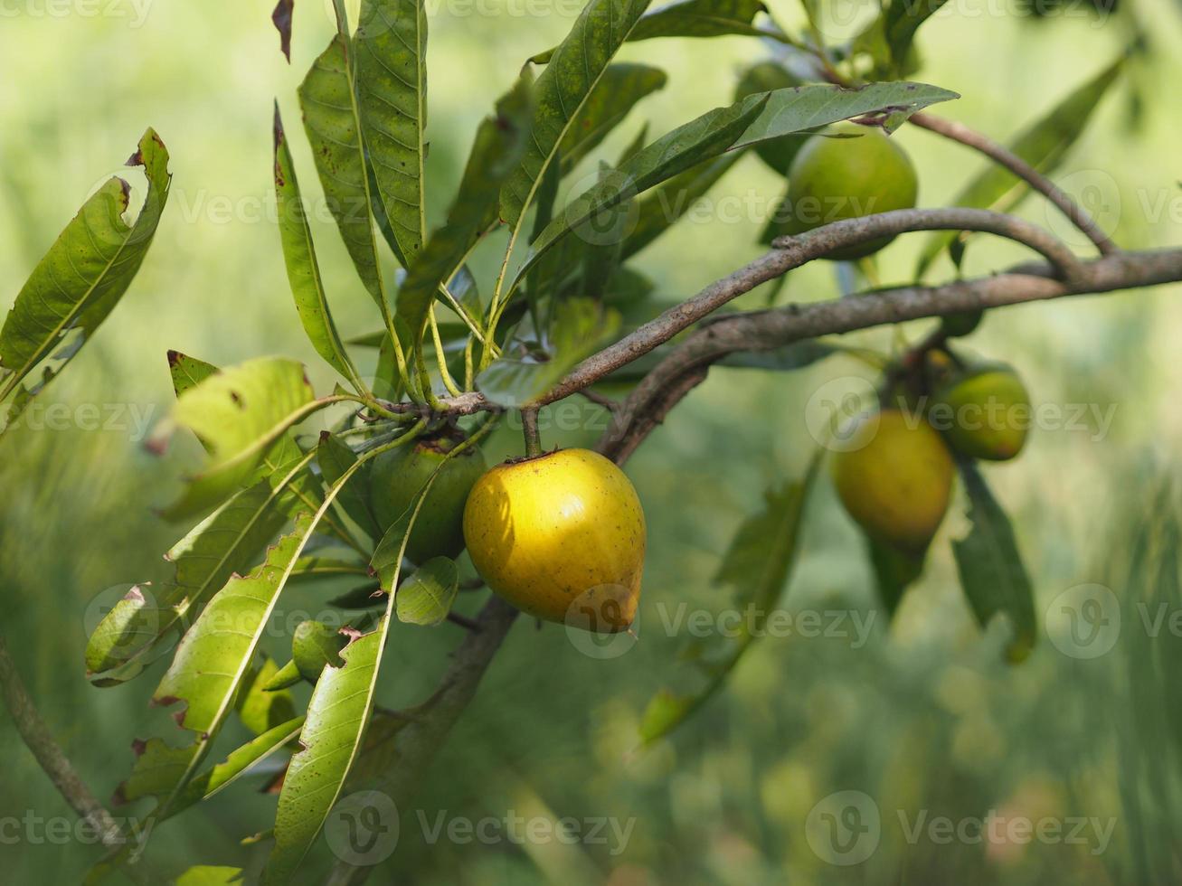 perzik geel fruit op boom in tuin op wazig van de natuur achtergrond foto
