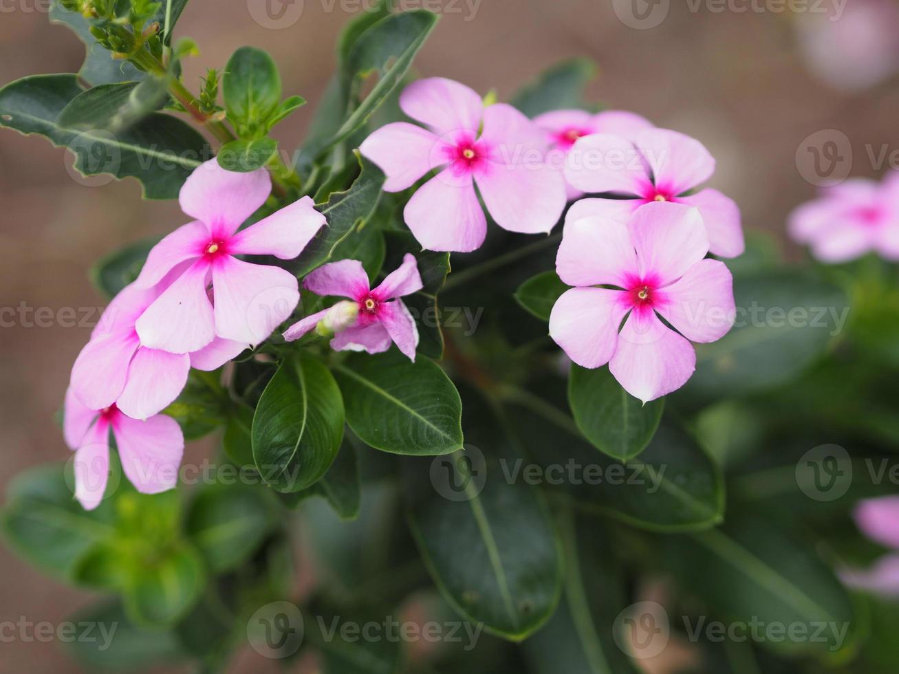 gemeenschappelijke naam west-indische, madagascar, bringht oog, indische, cape, pinkle-pinkle, vinca, cayenne jasmijn, rose maagdenpalm, oude meid wetenschappelijke naam catharanthus roseus bloem hebben roze kleur foto