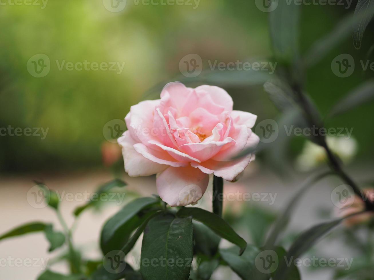 roze roze bloem bloeien in de tuin wazig van de natuur achtergrond, kopieer ruimte concept voor schrijven tekstontwerp op de voorgrond achtergrond voor banner, kaart, behang, webpagina, wenskaart Valentijnsdag foto