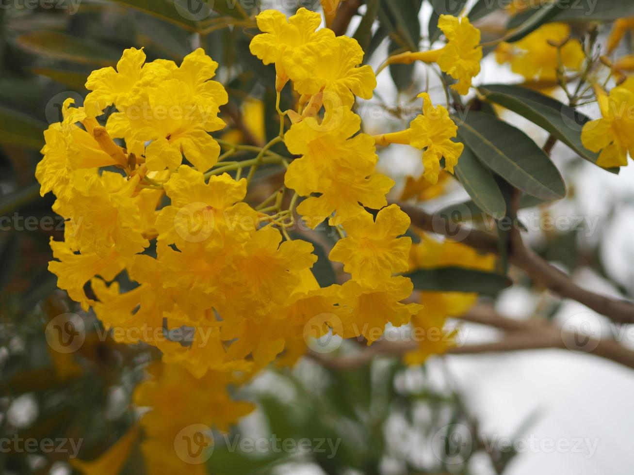 Paraguayaanse zilveren trompetboom, zilveren trompetboom, boom van goud, tabebuia argentea britton, bignoniaceae gele bloem bloeiende boom in de tuin op de achtergrond van de natuur foto