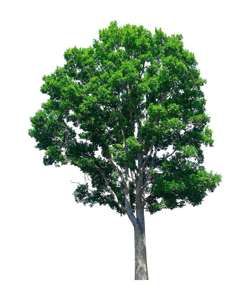 boom geïsoleerd op een witte achtergrond, voor tuindecoratie en gebruik het als illustratie foto