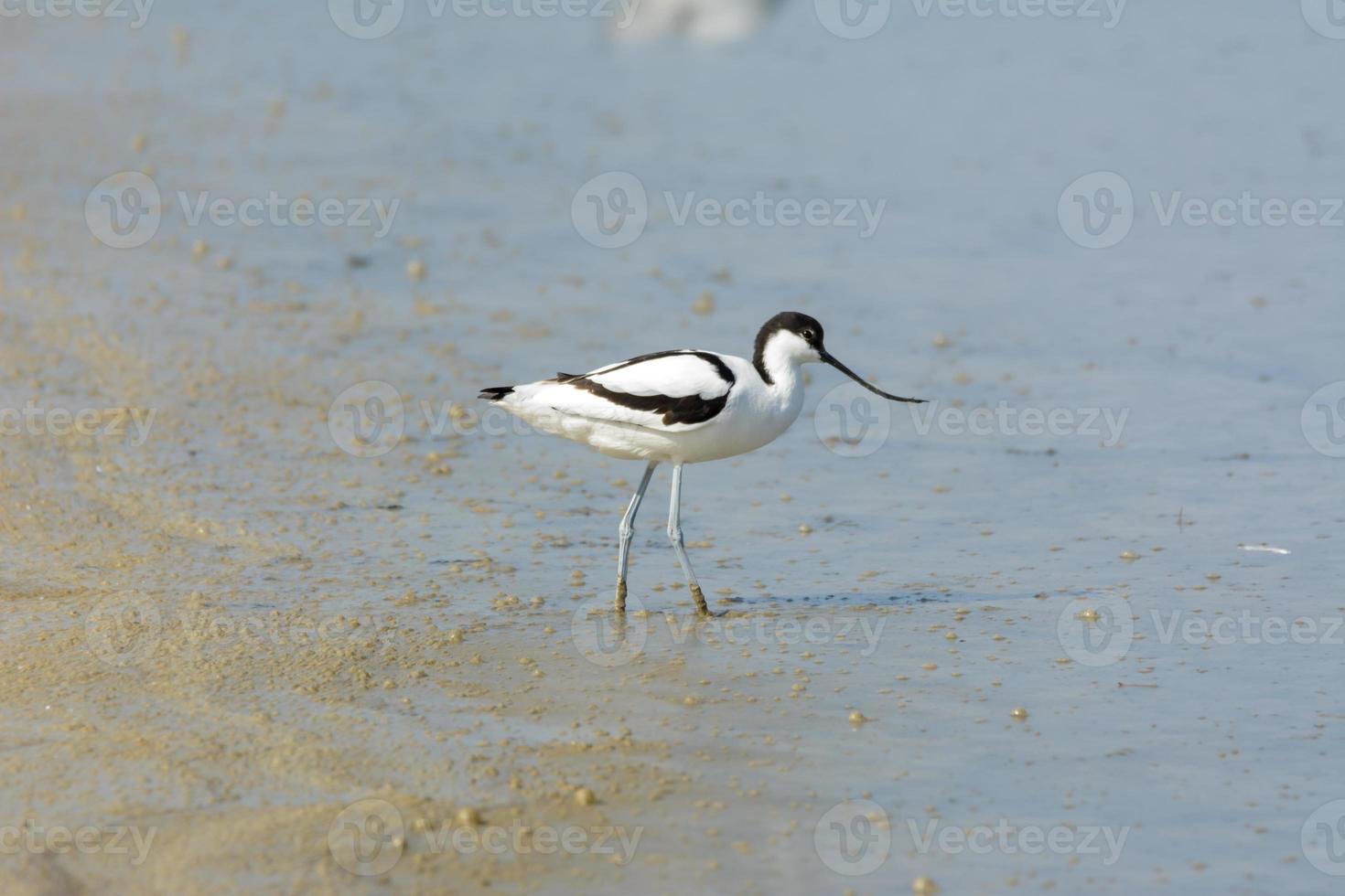 avoceta recurvirostra avosetta watervogel foto