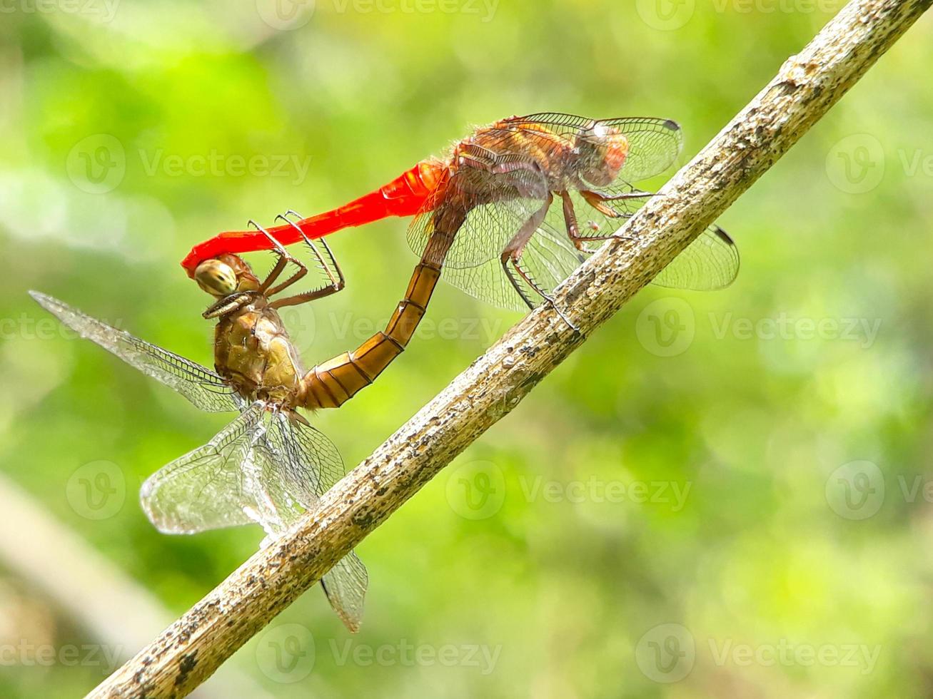 grote rode en gele libellen paren tegen een natuurlijke achtergrond foto