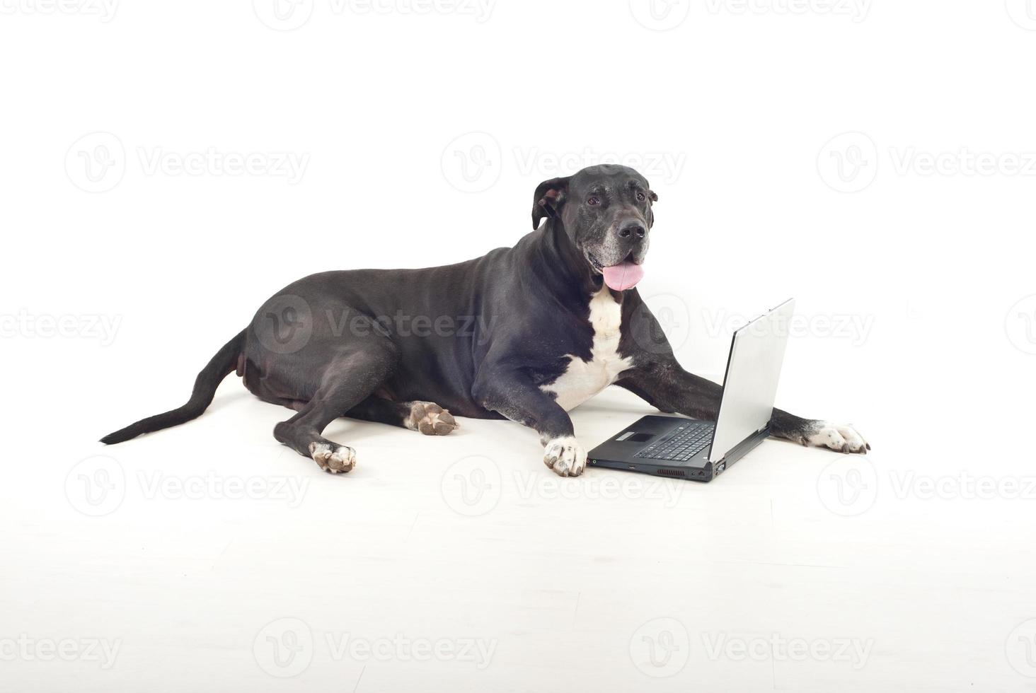 Duitse dog met laptop foto