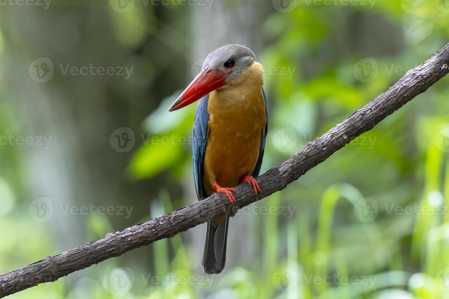 ooievaarsgefactureerde ijsvogel die op de tak in thailand neerstrijkt. foto