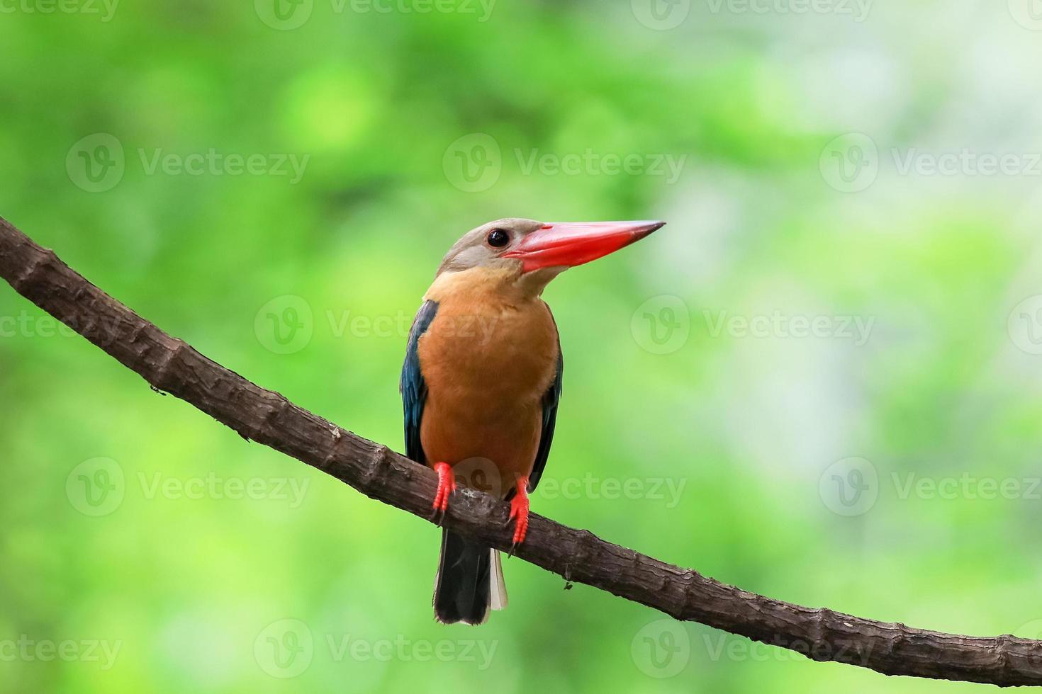 ooievaarsgefactureerde ijsvogel die op de tak in thailand neerstrijkt. foto