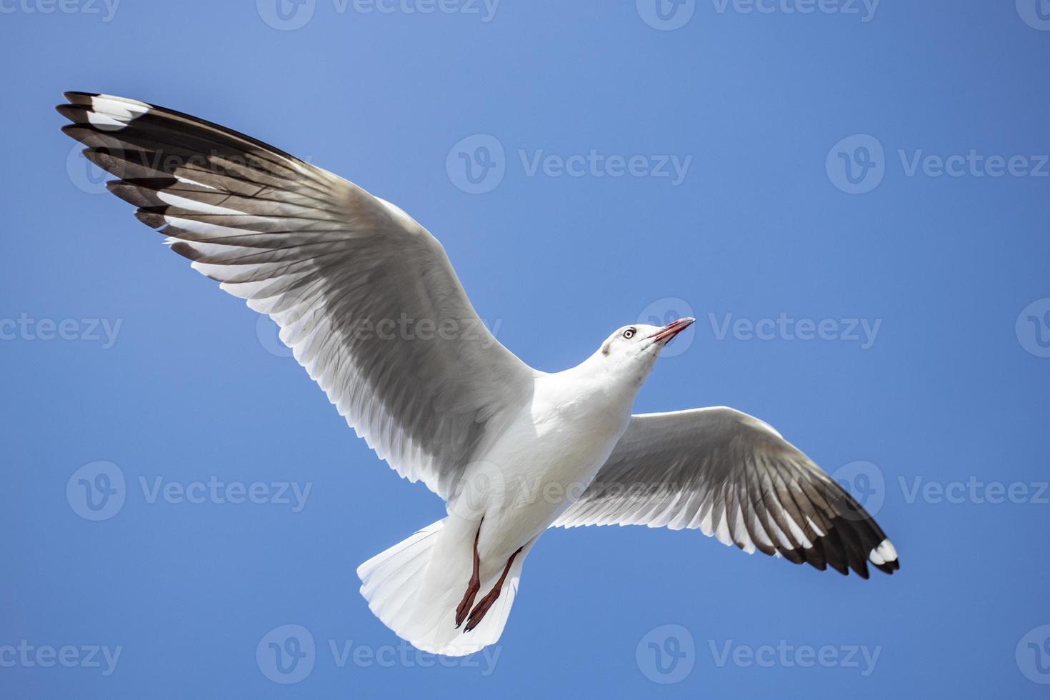 zeemeeuw in de lucht in thailand foto