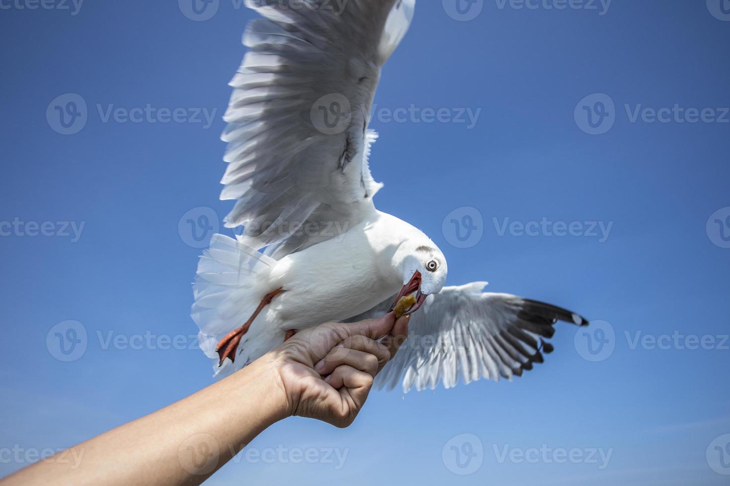 zeemeeuw in de lucht in thailand foto