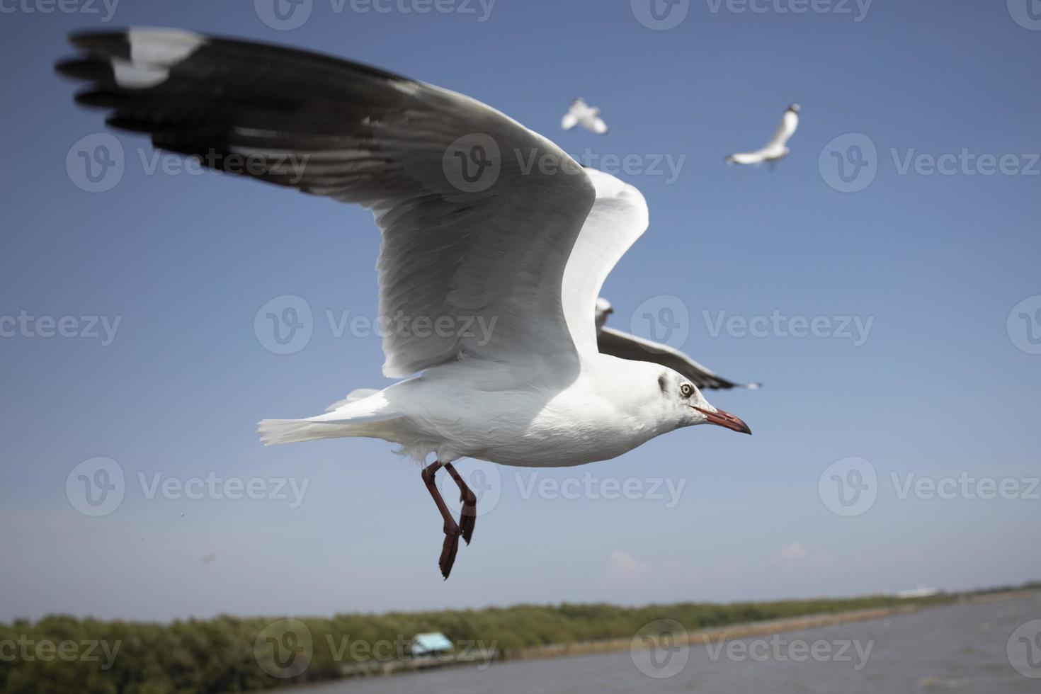 zeemeeuw in de lucht in thailand foto