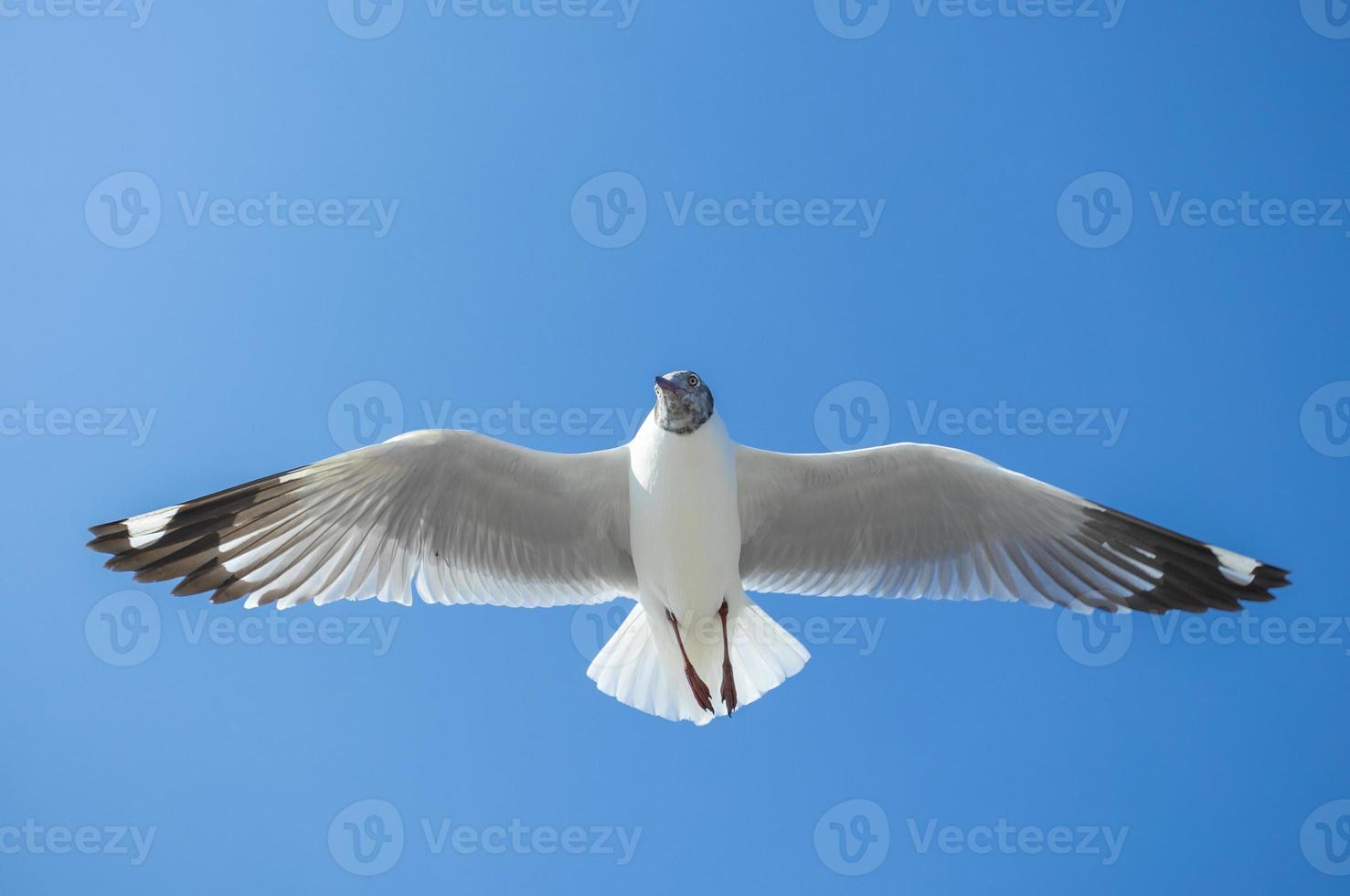 zeemeeuw in de lucht in thailand foto