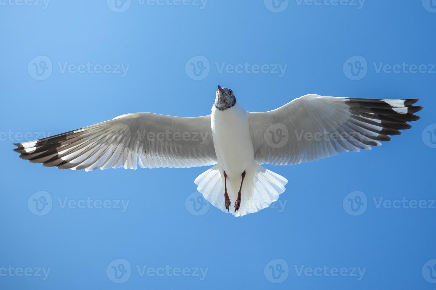 zeemeeuw in de lucht in thailand foto