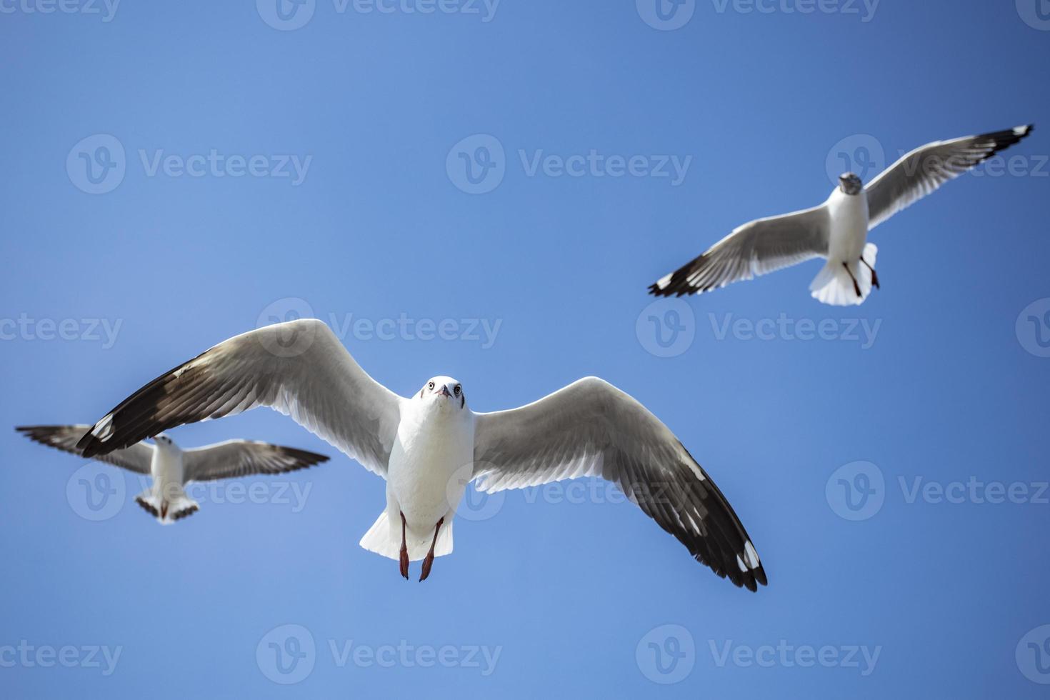 zeemeeuw in de lucht in thailand foto