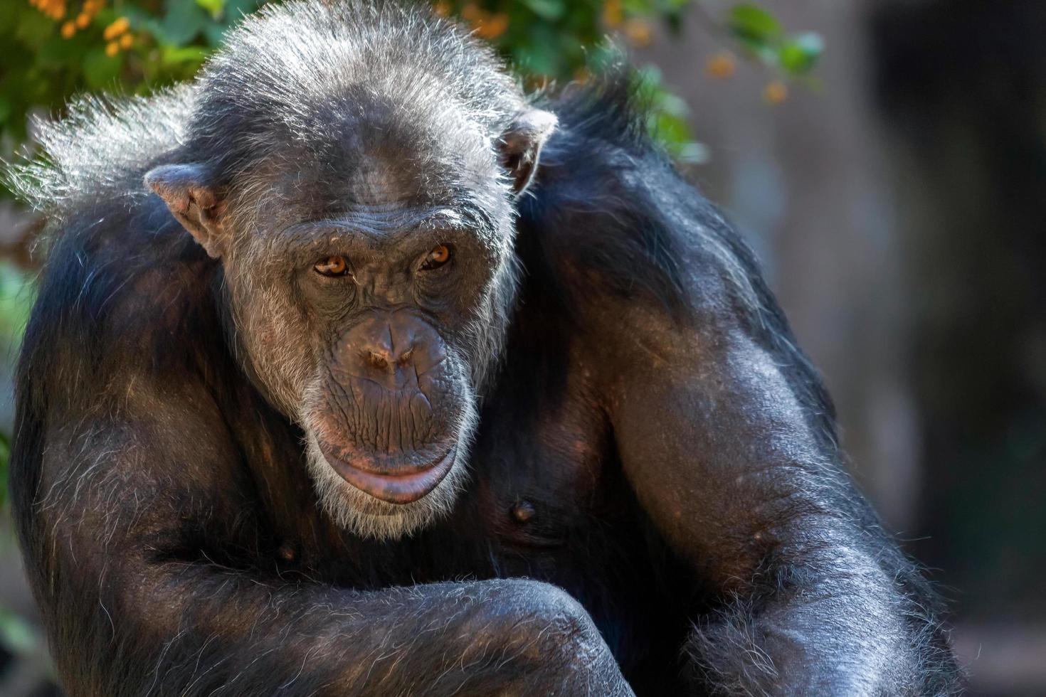 puerto de la cruz, tenerife, spanje, 2011. chimpansee zittend in een dierentuin foto