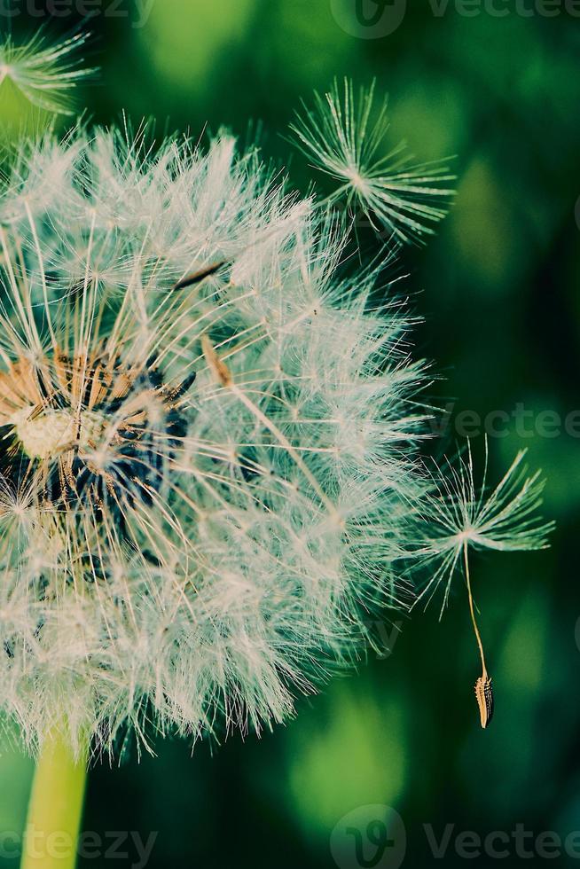 paardebloem macro met vliegende zaden foto