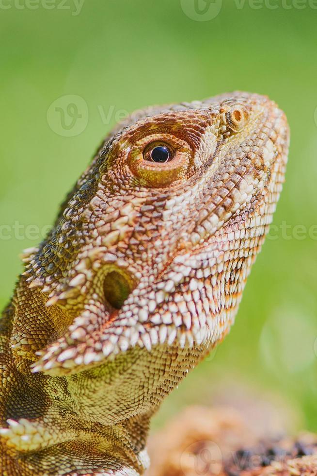 close-up op bebaarde drakenkop met reflectie van de zon in het oog foto