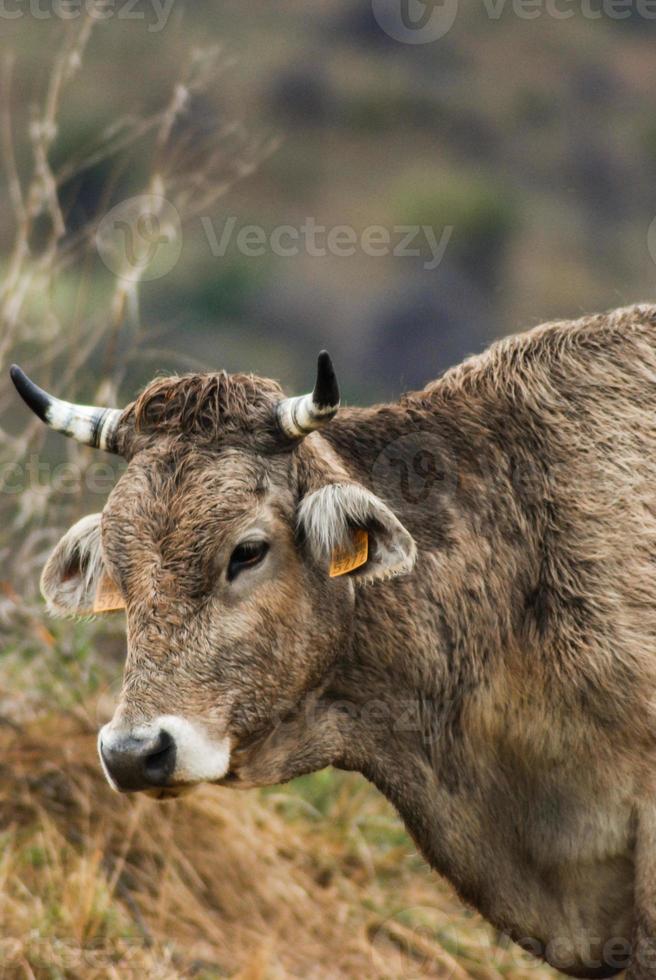 grijze fokkende koe gezicht foto