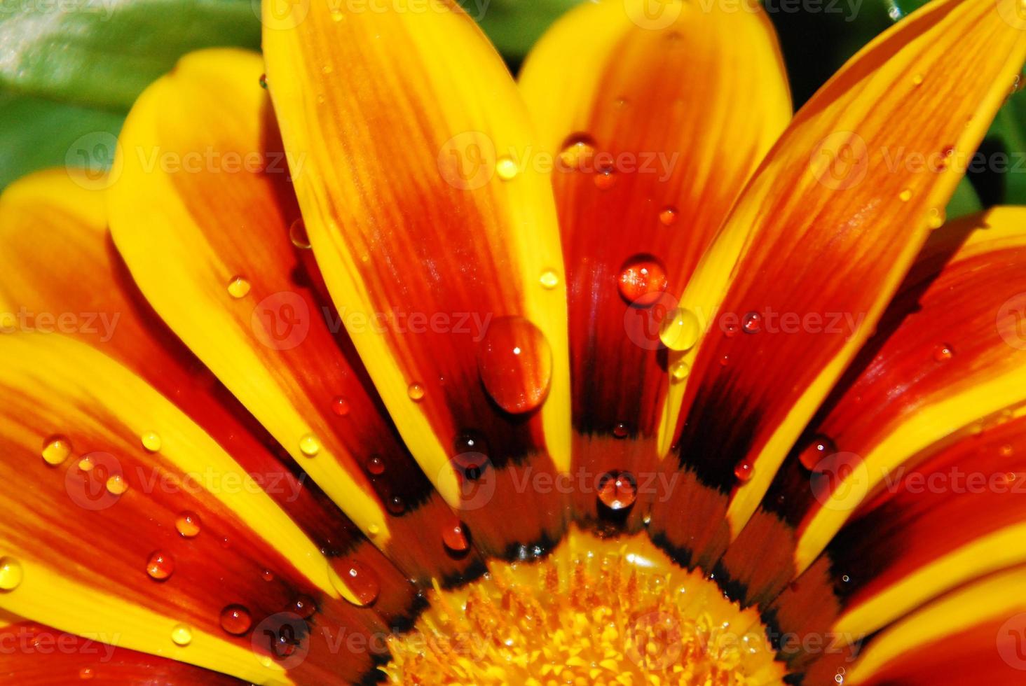 tweekleurige oranje en kastanjebruine rudbeckia foto