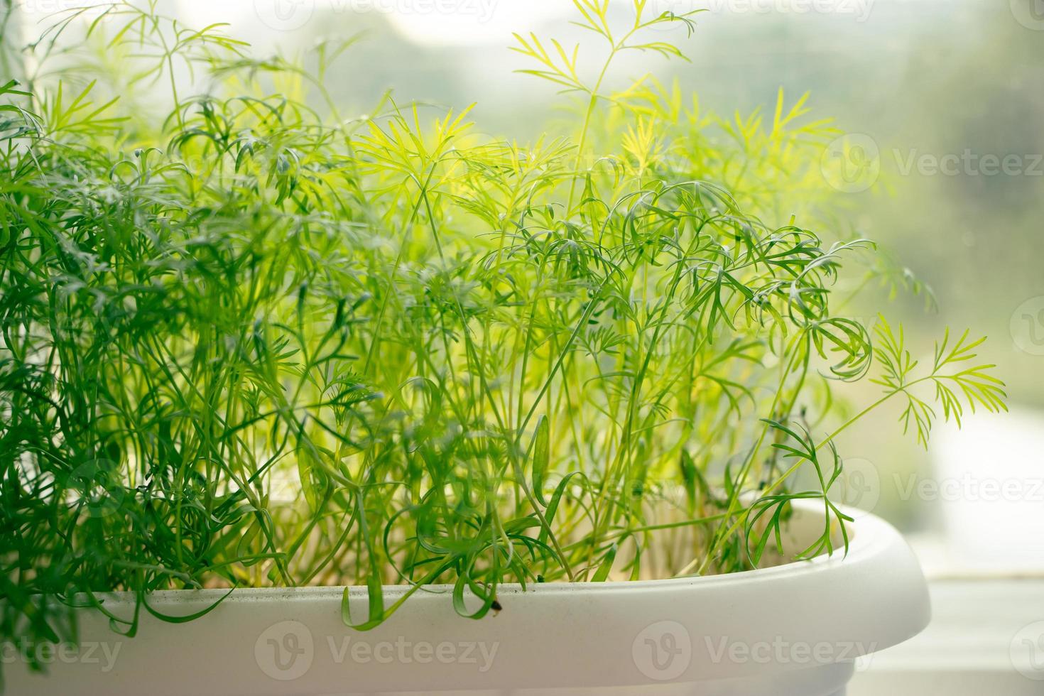 groene jonge dille close-up. thuis op het raam pittige microgreens kweken. foto