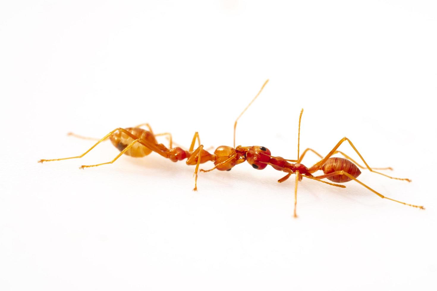 vechten, twee mierengevecht, focus op selectieve ogen, in hoge definitie op witte achtergrond, macro foto