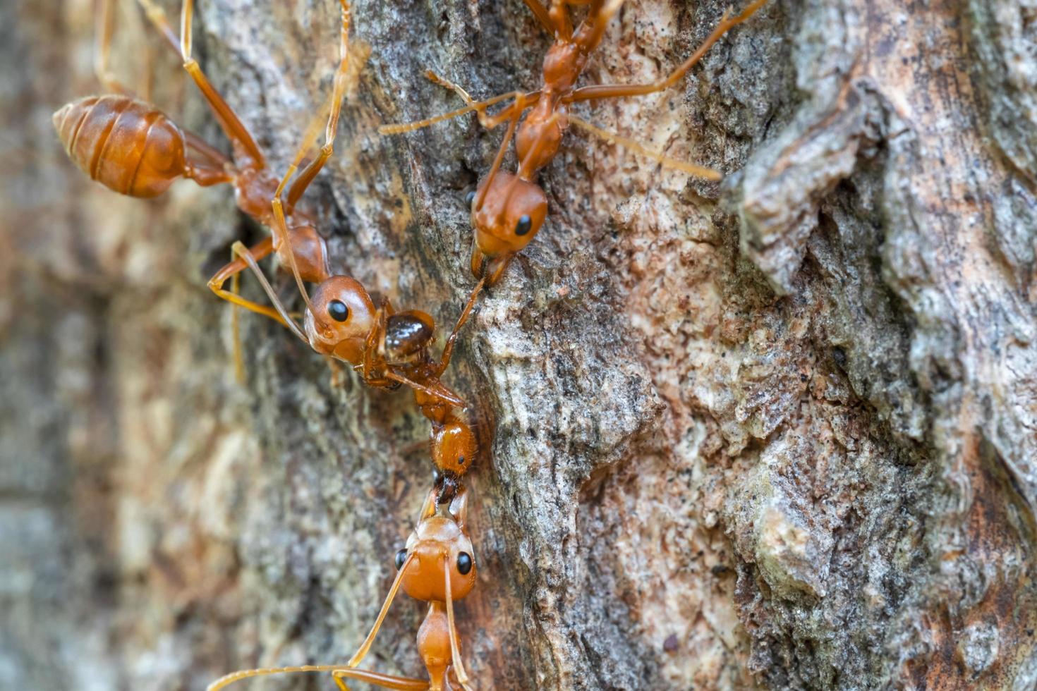 rode mierenactieteam werkt voor voedsel op de schors, selecteert oogfocus en vervaagt rond, macro foto