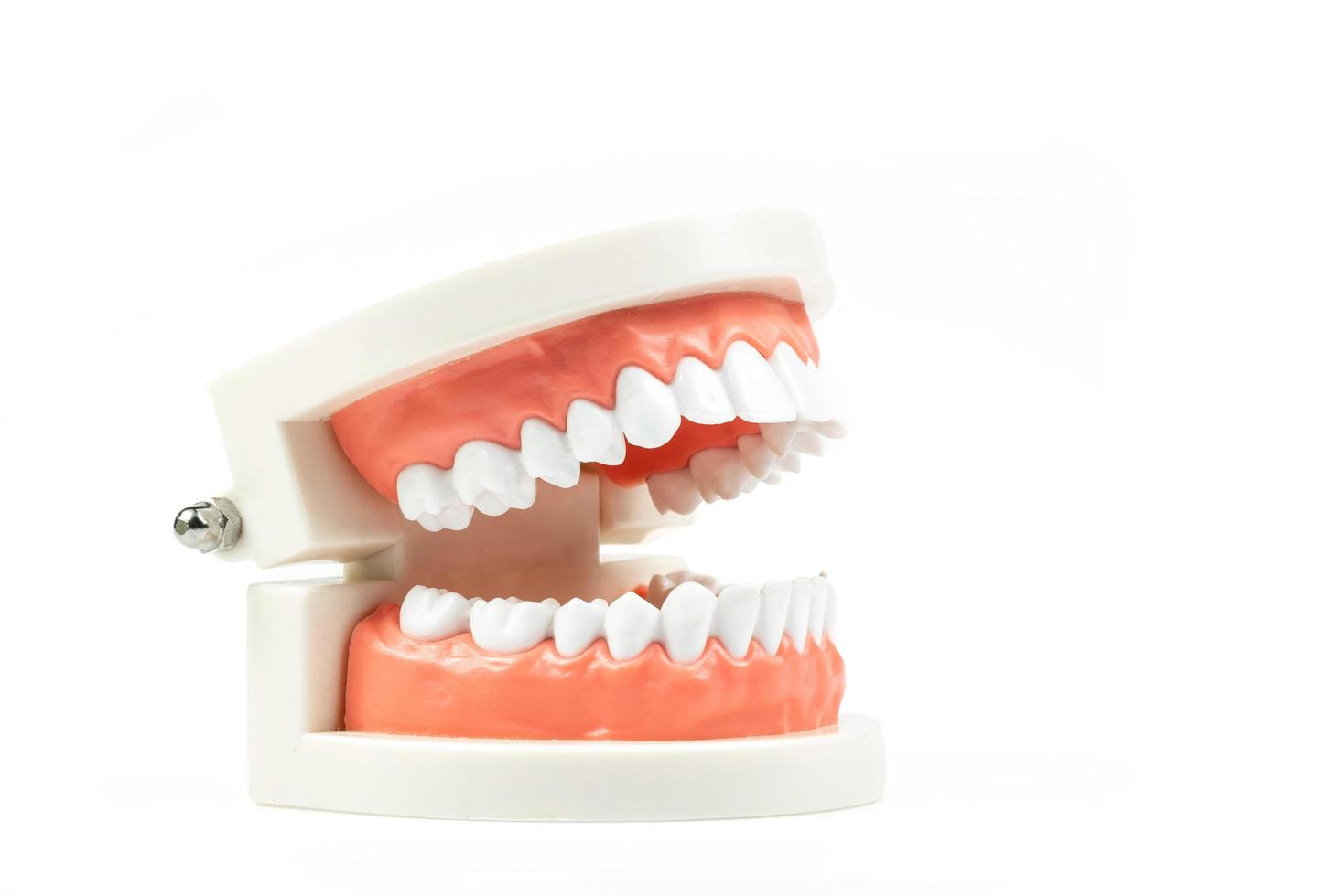 tanden model geïsoleerd op een witte achtergrond, hoge definitie foto