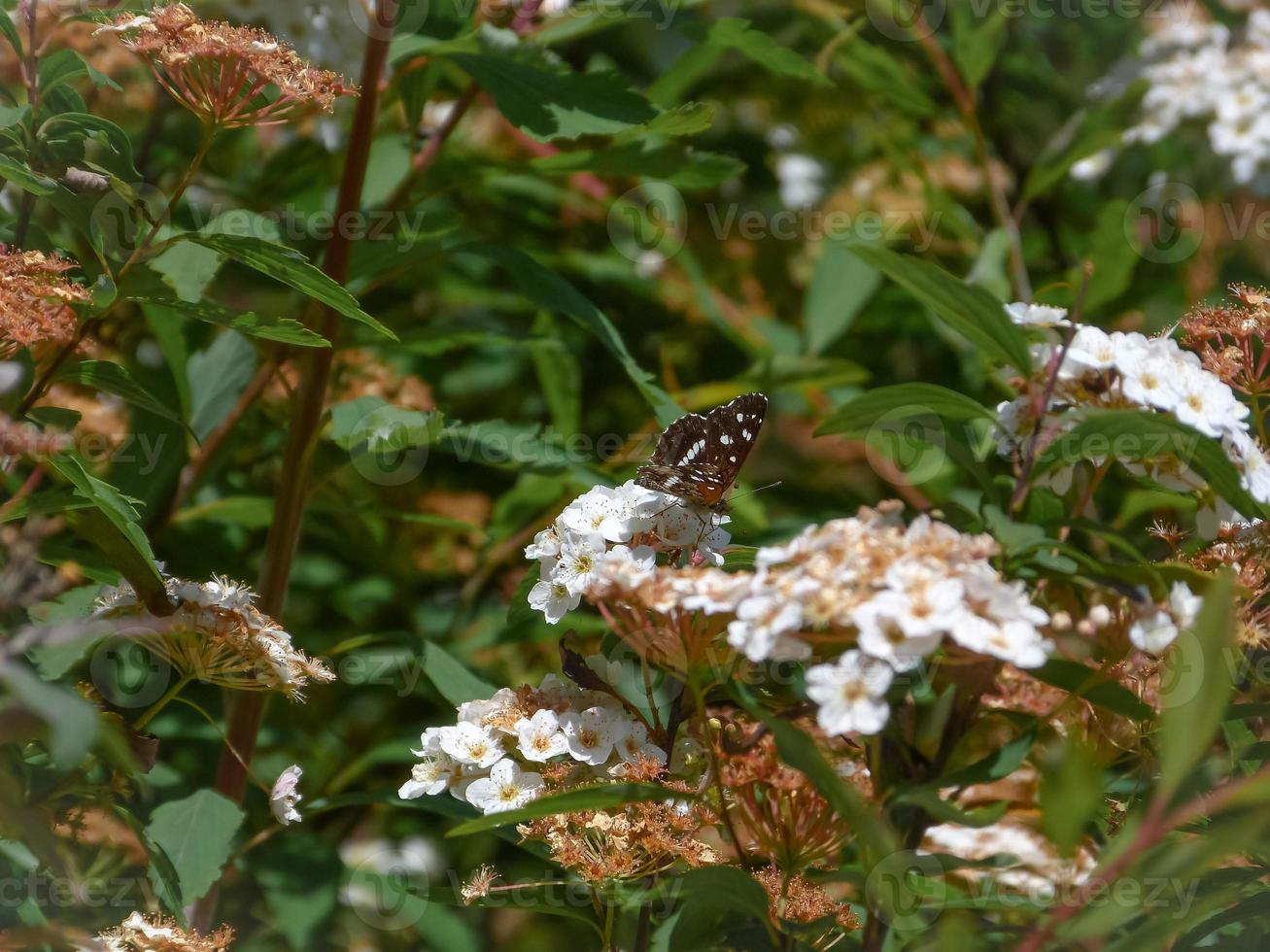 vlinder over kleine witte bloemen foto