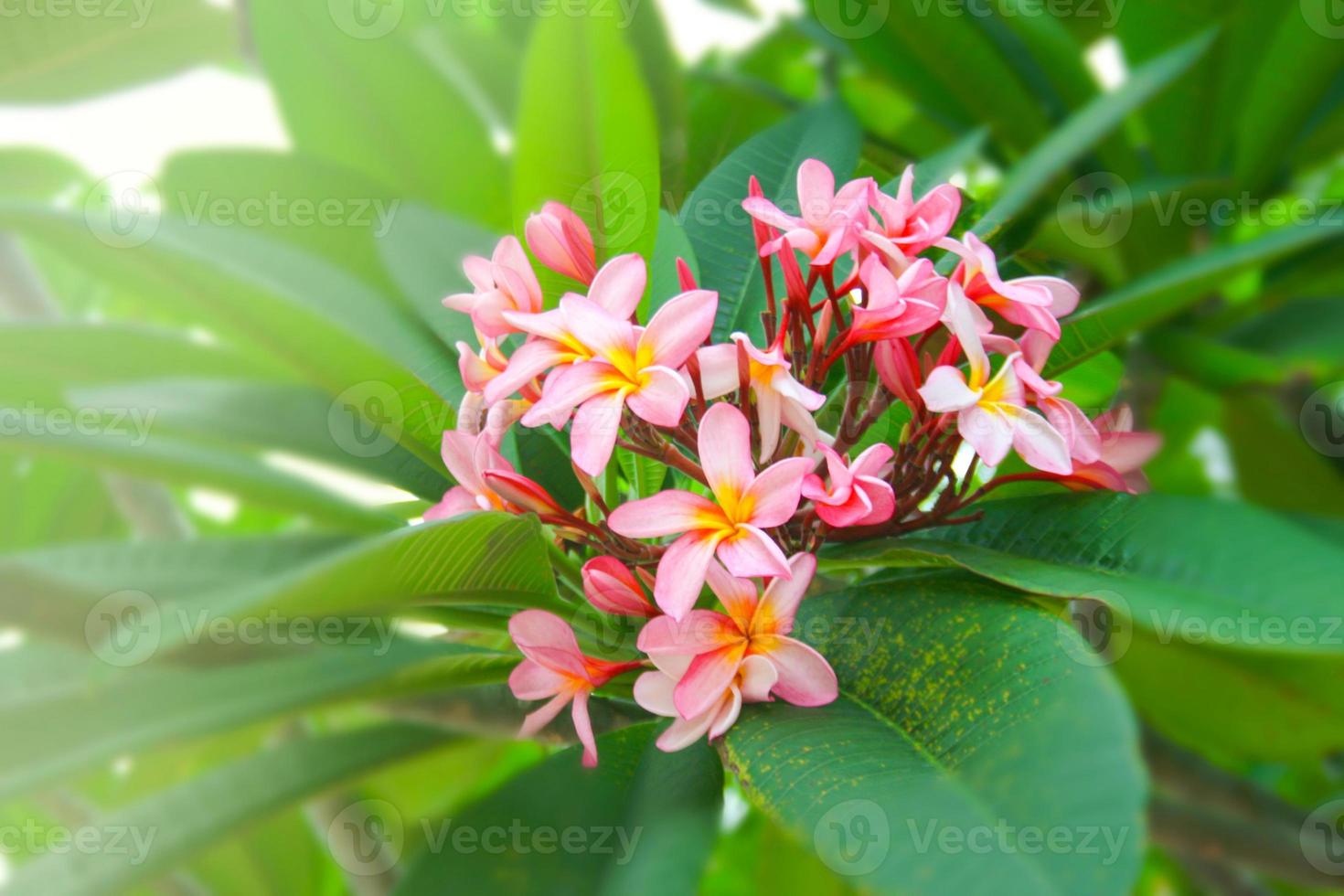 roze frangipani bloemen bloeien zacht in het ochtendlicht foto