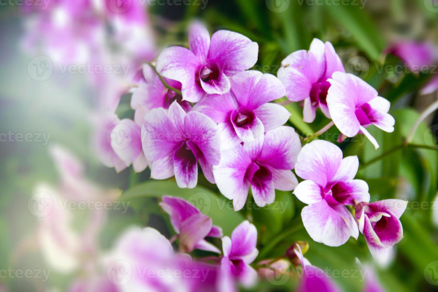 orchidee paars bloeiend hangend schoonheid natuur in boerderij zuid thailand foto