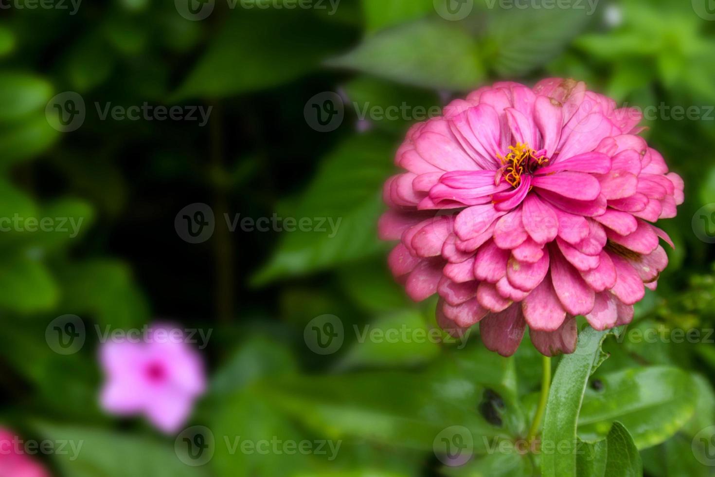 roze bloem bloeiende schoonheid natuur en groene bladeren zachte vervaging foto