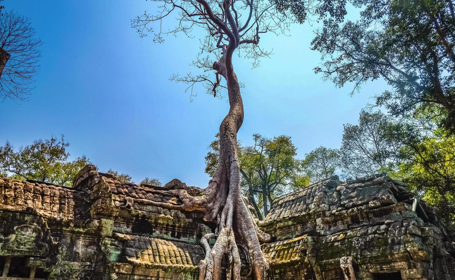 gigantische boom met blauwe lucht in ta phom tempel siem oogst cambodja foto