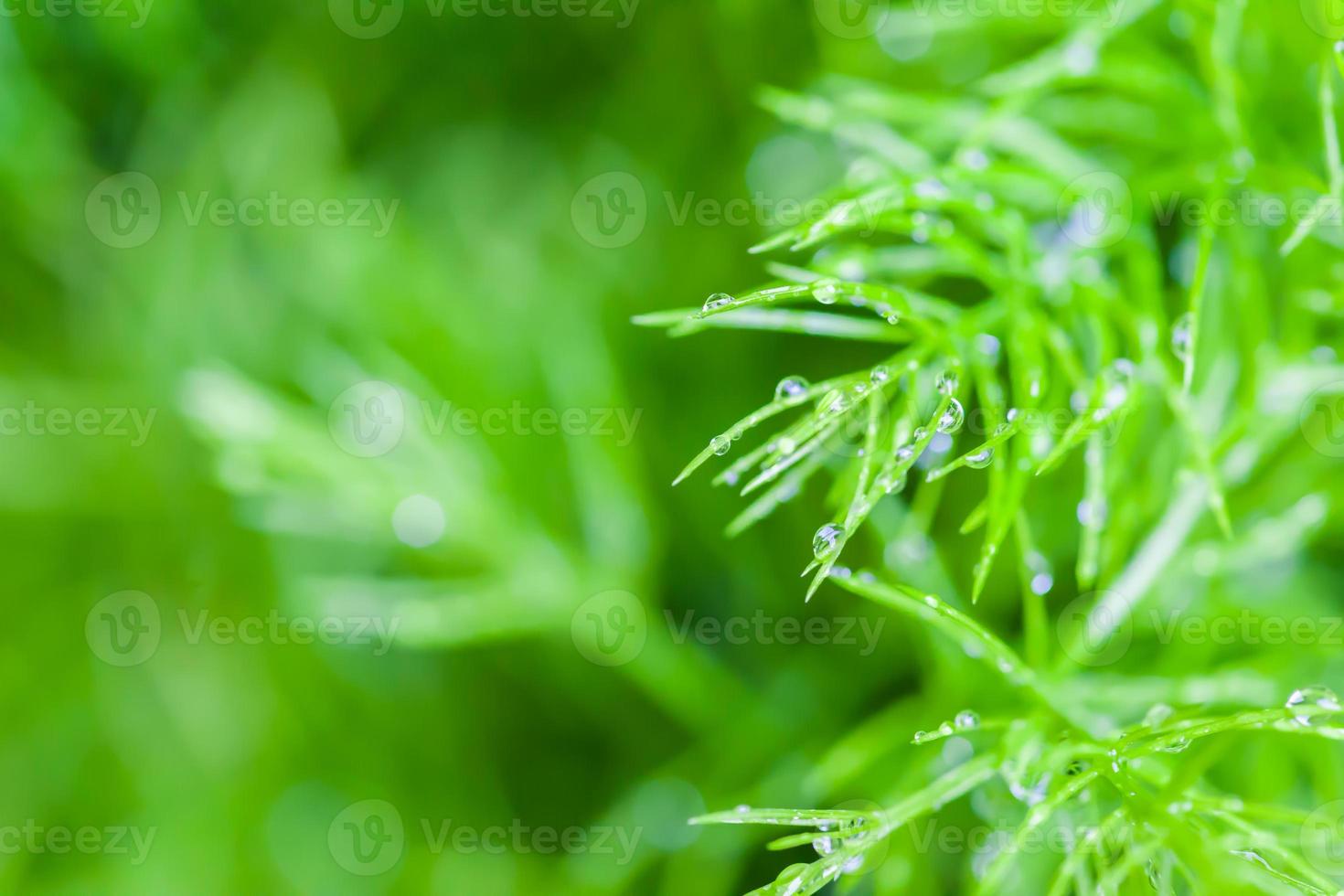 regendruppels op kleine plant foto