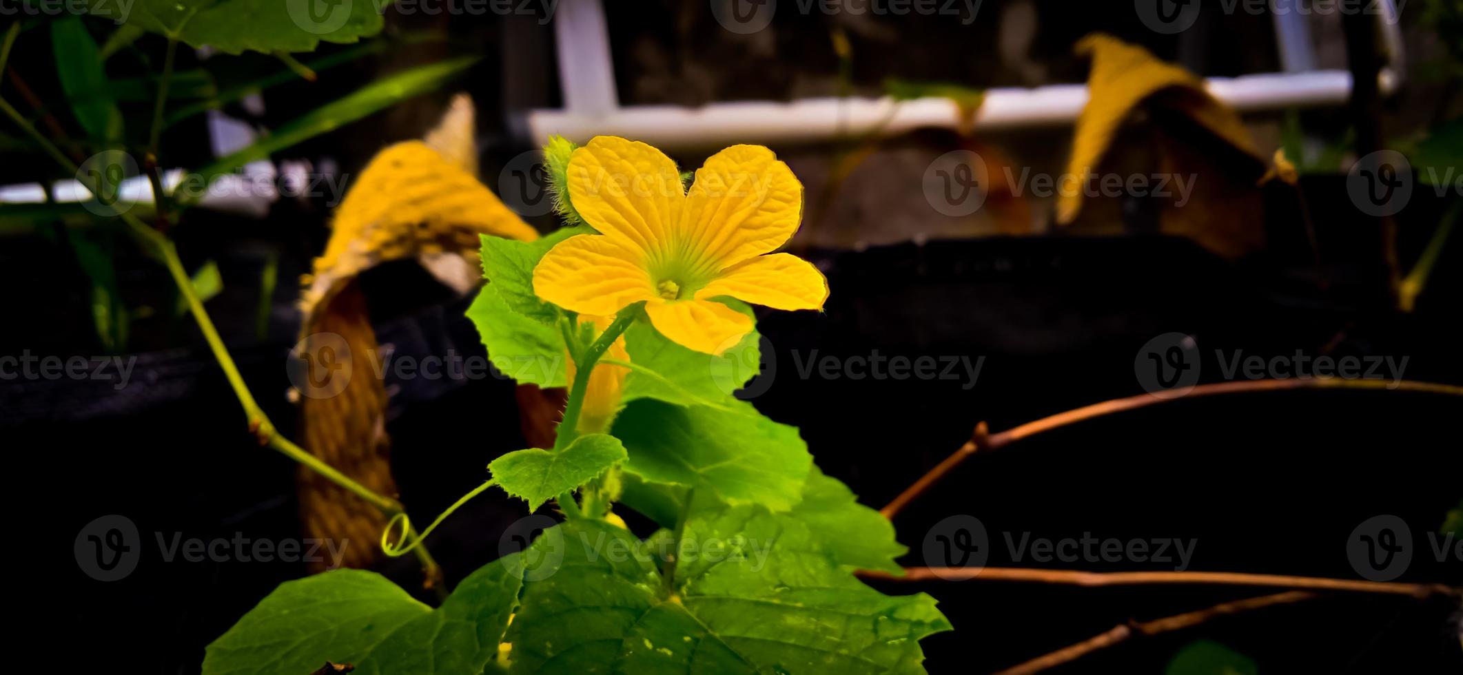 groen blad en gele bloem van koningin komkommer plant cucumis melo, cucurbitaceae familie. foto