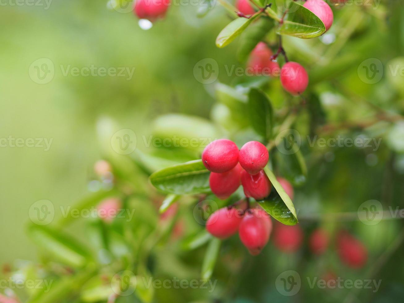 karonda fruit, carissa carandas l karanda carund christ's doorn, apocynaceae boom bloeien in de tuin op wazig van de natuur achtergrond foto