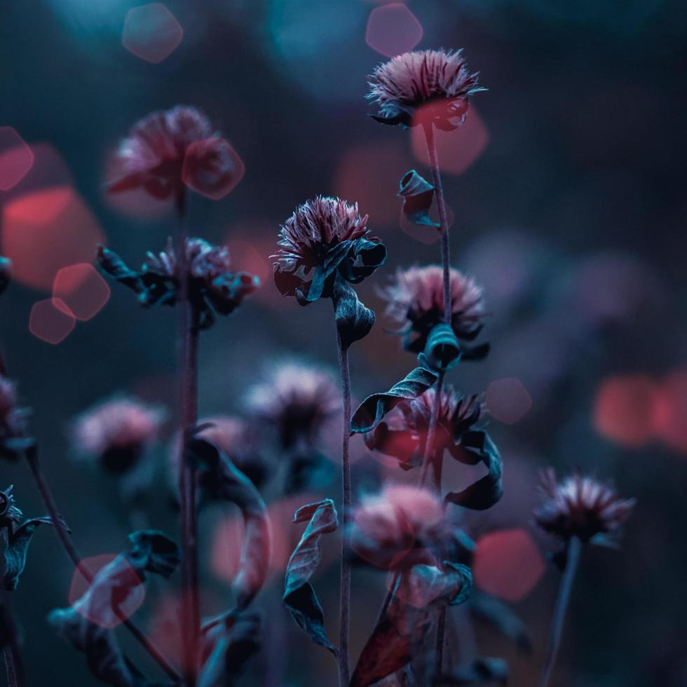 droge roze bloemen in de tuin in het herfstseizoen foto