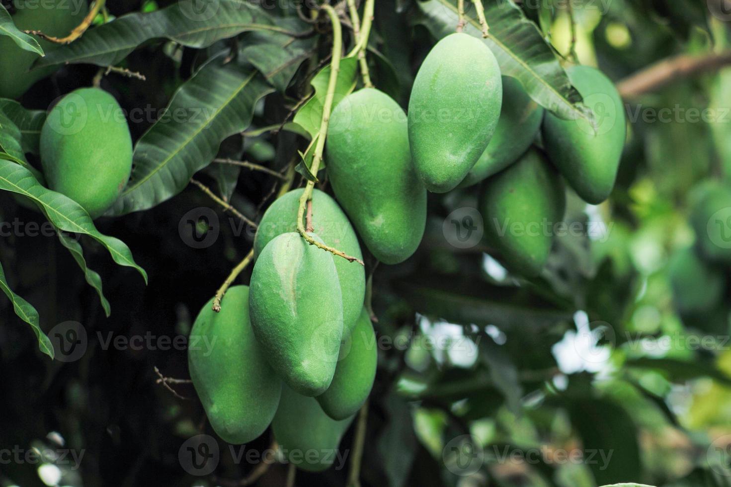 close-up groep groene mango's die aan de tak van de mangoboom hangen foto