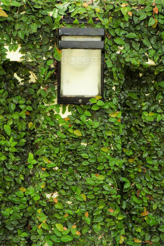 selectieve focus op de buitenlamp aan de muur omringd door de vijgenboom bedekt op het oppervlak van de cementmuur foto