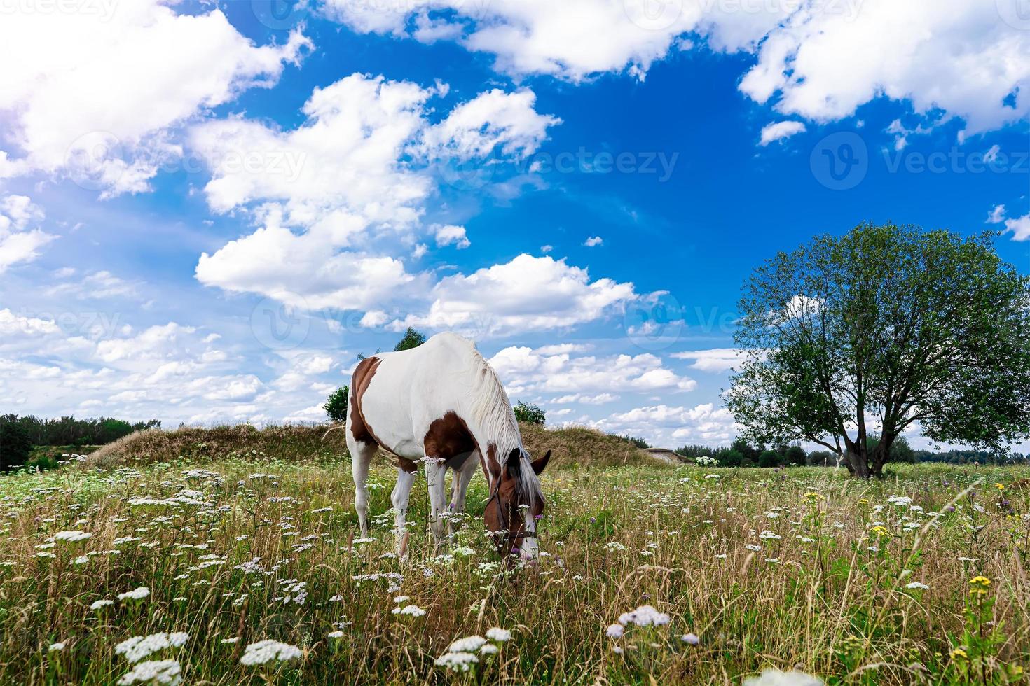 een paard graast in een weiland tegen een blauwe lucht foto