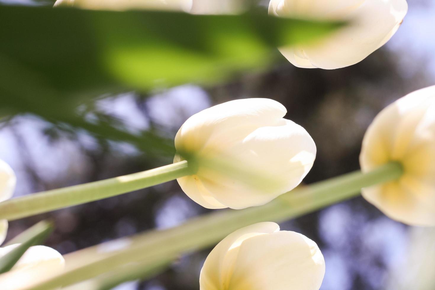 witte tulp bloem op een groene achtergrond foto