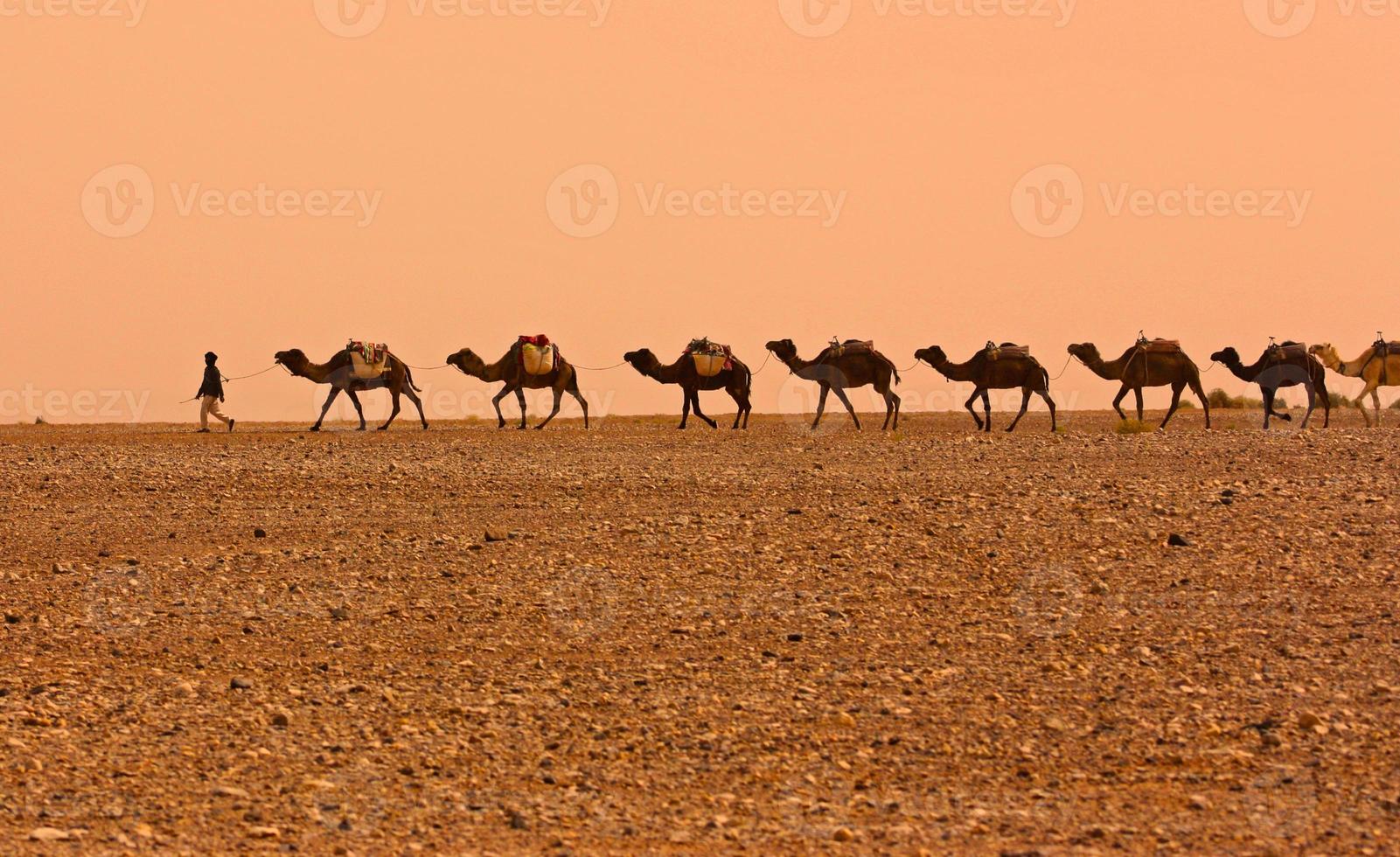 kameel caravan foto