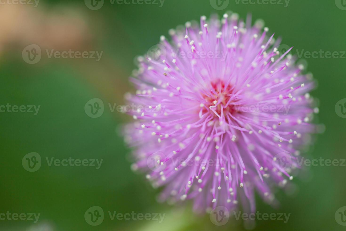 mimosa bloemen in de ochtend foto