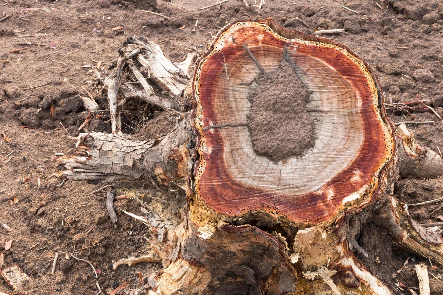 stamstronk met termieten. foto