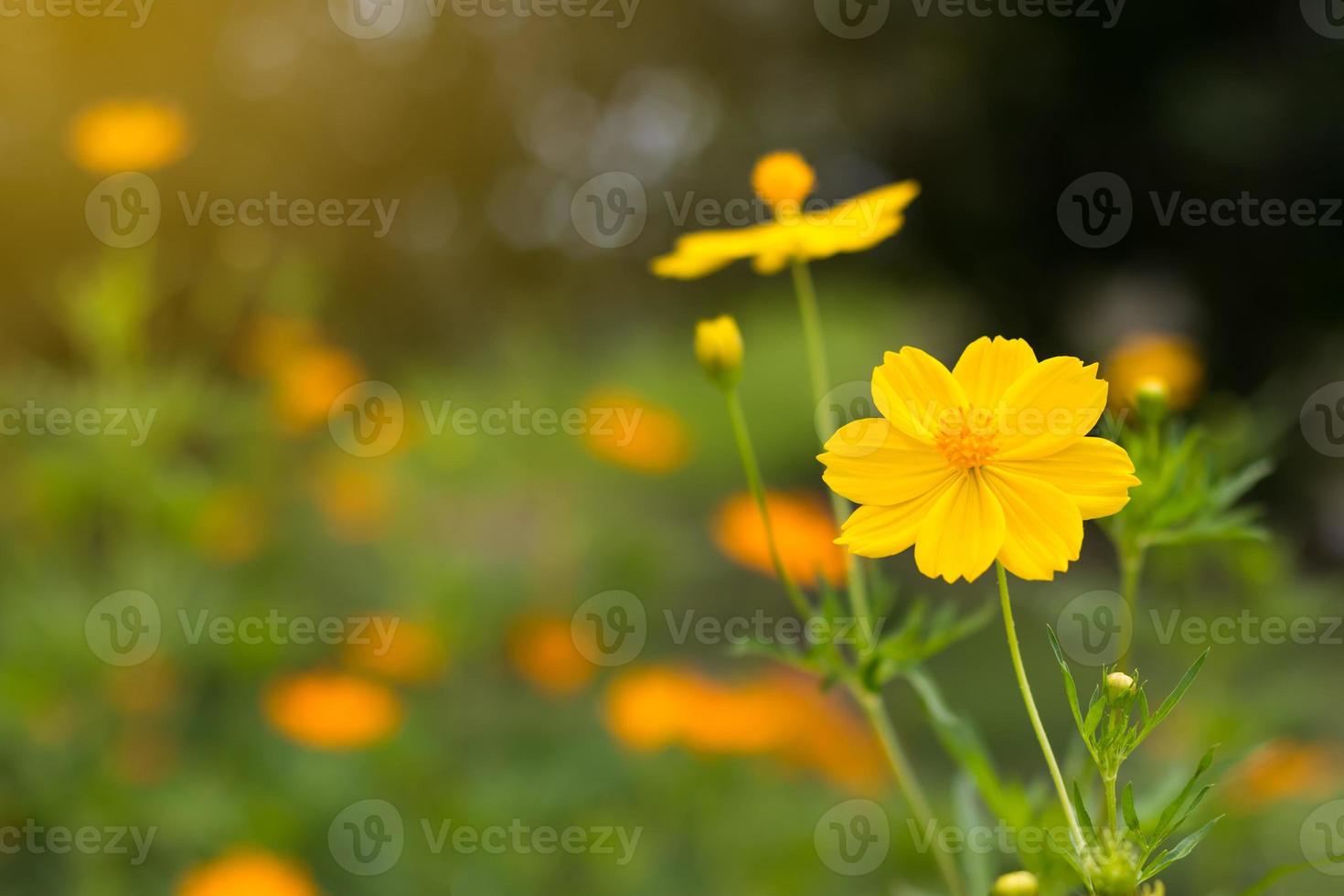 kosmos bloem geel vervagen en bokeh. foto