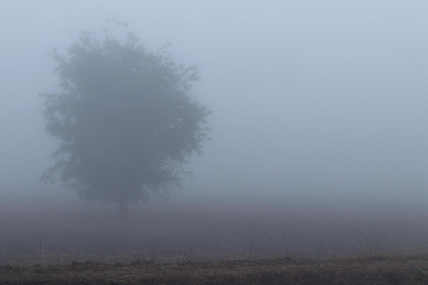 eenzame boom in de mist. foto