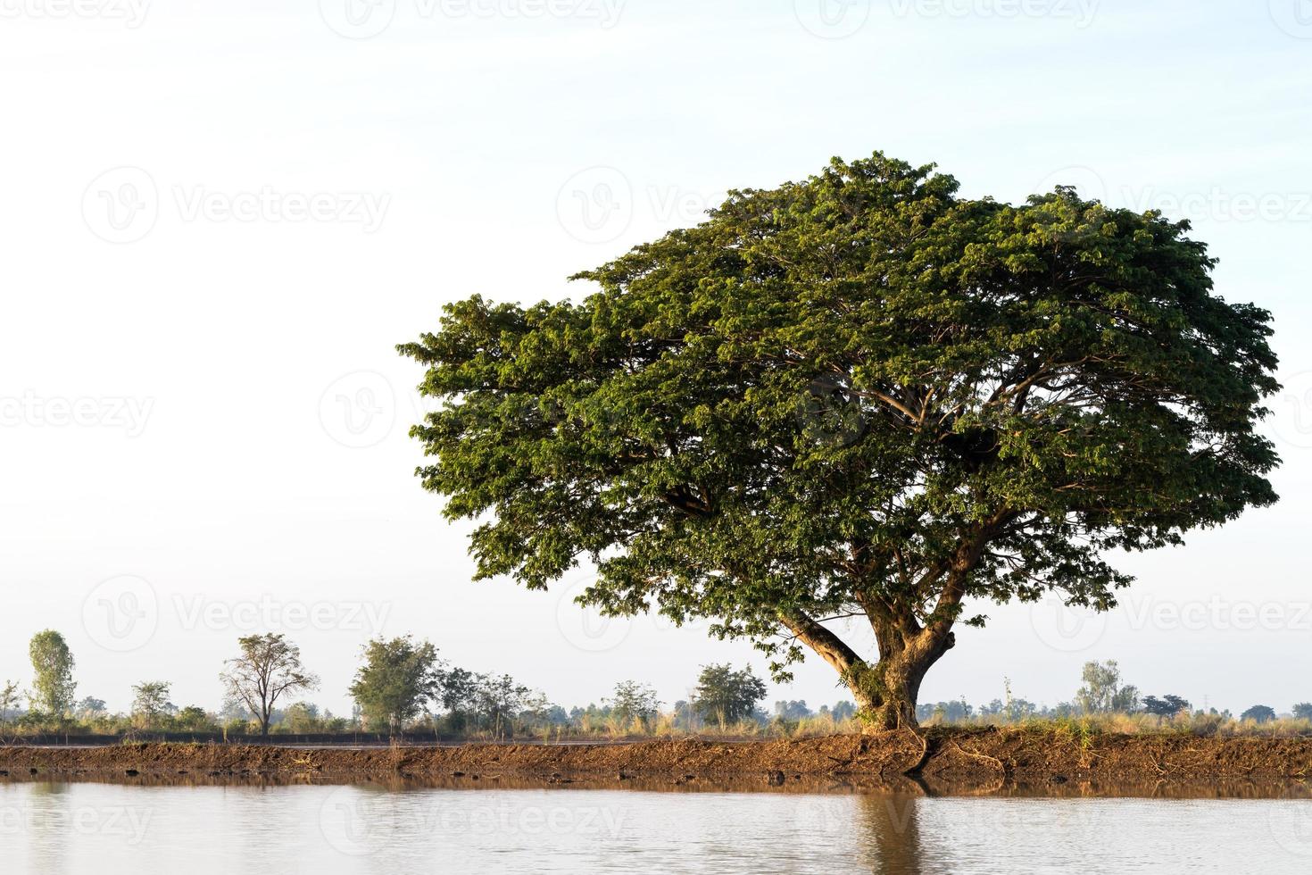 jamjuree rijstveld met water. foto