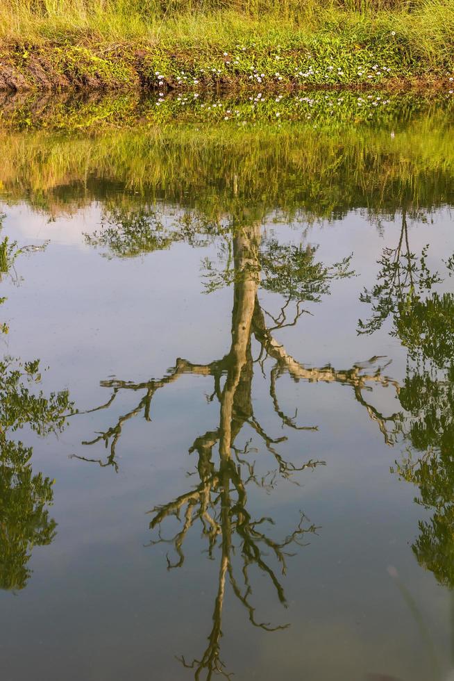 droge dode bomen, waterreflecties. foto